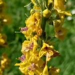 Verbascum nigrum 花