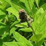 Spiraea salicifolia 花