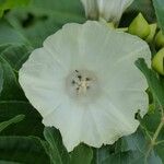 Decalobanthus peltatus Flower