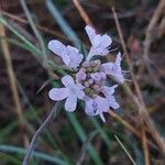 Scabiosa triandra Fula