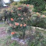 Grevillea banksii Агульны выгляд