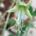 Lathyrus odoratus Fruit