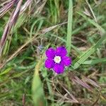 Legousia speculum-veneris Fleur