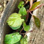 Fallopia convolvulus Hoja