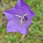 Campanula persicifoliaKvět