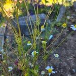 Matricaria chamomilla Blüte