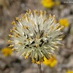 Chaenactis glabriuscula Flower