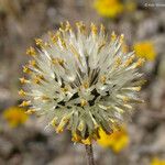 Chaenactis glabriuscula Blomma