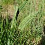 Agropyron cristatum Folha