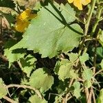 Abutilon mauritianum Ліст