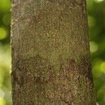 Abarema gallorum Ŝelo