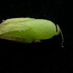 Crotalaria albida Fruto