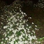 Lobularia maritima Alkat (teljes növény)