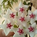 Hoya bella പുഷ്പം