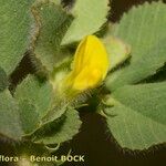 Medicago rigidula Mosusu