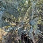Butia yatay Hábito