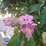 Lagerstroemia speciosaFlower