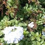 Plumbago auriculata Квітка