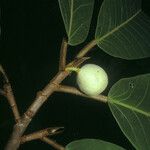 Ficus gomelleira Fruit