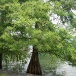 Taxodium distichum Hàbitat