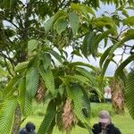 Carpinus japonica Leaf