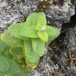 Mentha × villosa Flor