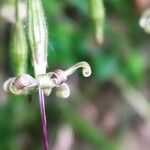 Silene nutans Flower