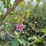 Solanum linnaeanum Žiedas