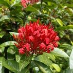 Ixora chinensisBlomma