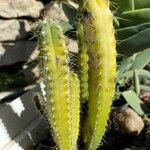 Cereus jamacaruपत्ता