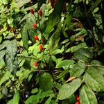 Urobotrya sparsiflora Хабит