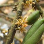 Tridactyle anthomaniaca Flower