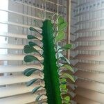 Euphorbia trigona Yaprak