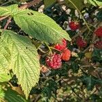 Rubus idaeus Плод