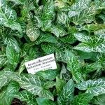 Arum italicum 整株植物