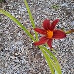 Hemerocallis minor പുഷ്പം