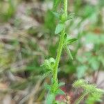 Veronica arvensis Vrucht