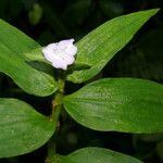 Tradescantia poelliae Blomst