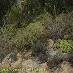 Brachypodium arbuscula