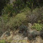 Brachypodium arbuscula ശീലം