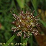 Oenanthe globulosa Fruit