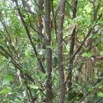Pseudomorus brunoniana 樹皮