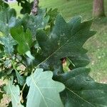 Quercus coccinea Blad