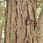 × Hesperotropsis leylandii Bark