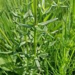 Galium boreale 葉