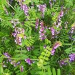 Vicia disperma 叶