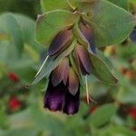 Cerinthe major Květ