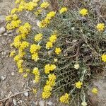 Helichrysum rupestre Floare