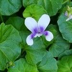 Viola hederacea Blodyn