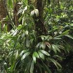 Evodianthus funifer Habitat